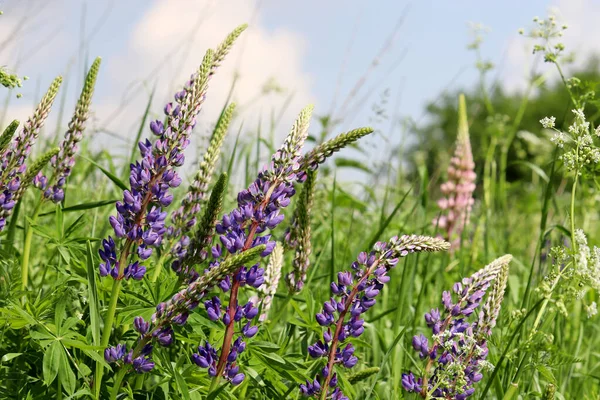 Purple Lupin Flowers Blooming Summer Mountain Meadow Wildflowers Green Grass — ストック写真