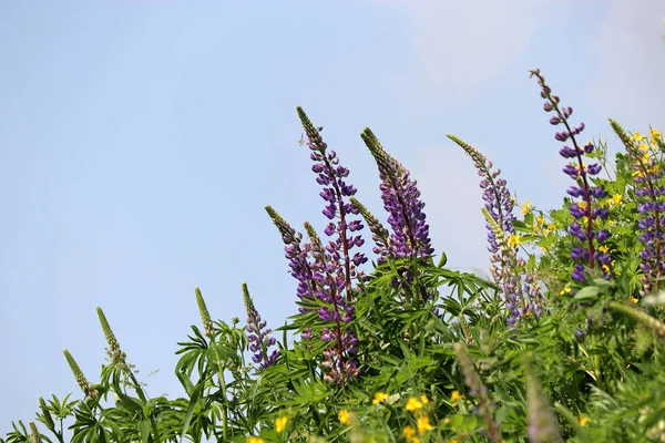 Summer Mountain Meadow Purple Lupin Flowers Colorful Wildflowers Green Grass — Stockfoto