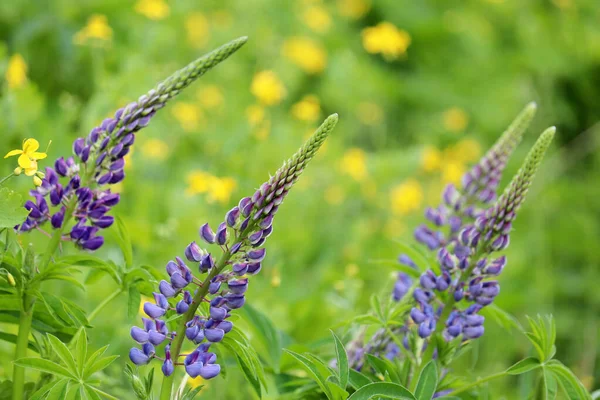 Fiori Lupino Viola Che Sbocciano Prato Estivo Fiori Campo Erba — Foto Stock