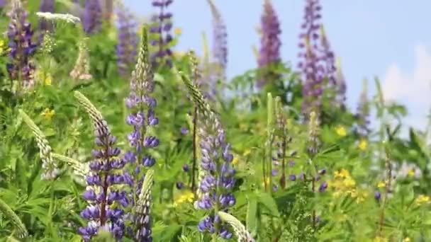 Prairie de montagne d'été avec des fleurs de lupin violet dans le vent. Fleurs sauvages colorées dans l'herbe verte sur fond de ciel bleu 