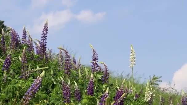 Purple Lupin Flowers Wind Summer Mountain Meadow Colorful Wildflowers Green — Stock Video