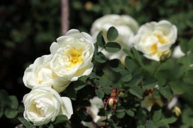 Beyaz gül çiçekleri bir çalılıkta çiçek açar. Yaz doğasının güzelliği