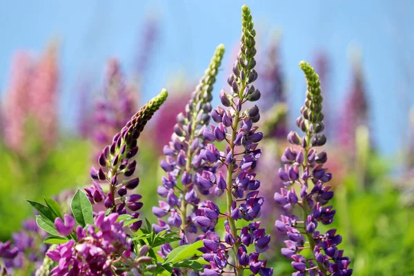 Colorful Lupine Flowers Blooming Summer Mountain Meadow Wildflowers Green Grass — Zdjęcie stockowe