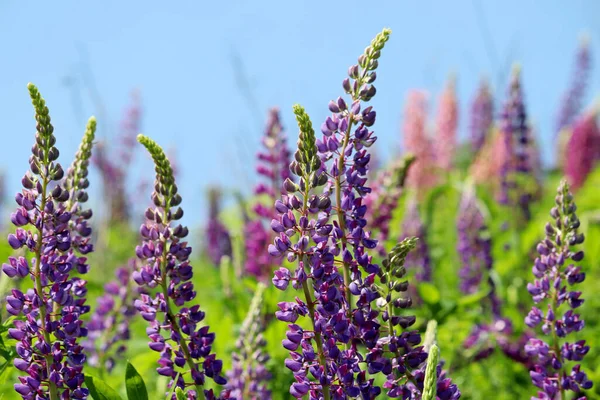 Colorful Lupine Flowers Blooming Summer Mountain Meadow Wildflowers Green Grass — Zdjęcie stockowe