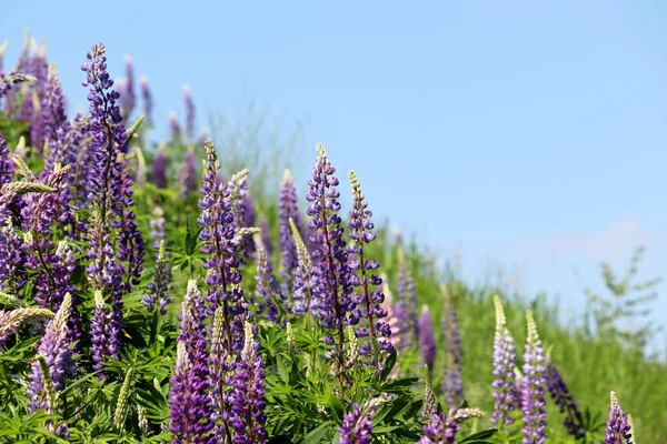 Colorful Lupine Flowers Blooming Summer Mountain Meadow Wildflowers Green Grass — Stockfoto