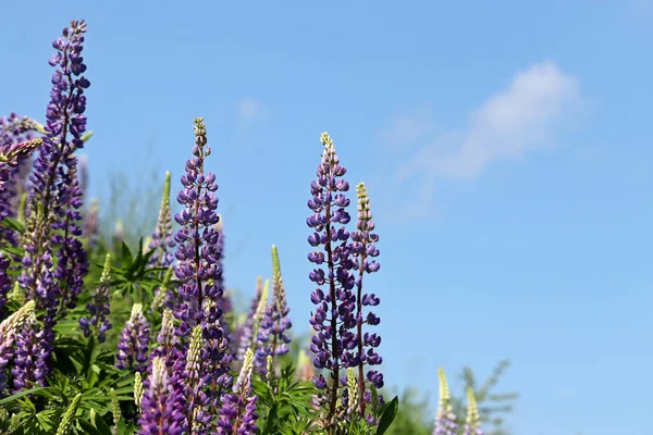 Lupine Kwiaty Kwitnące Letniej Górskiej Łące Wildflowers Zielonej Trawie Tle — Zdjęcie stockowe