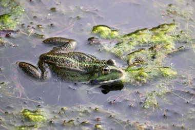 Kurbağa çamurla kaplı bir gölette suda oturur. Yaz yaban hayatı