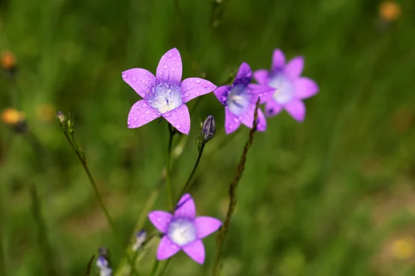 水滴付きのブルーベルの花 晴れた朝の夏の牧草地の野草 — ストック写真