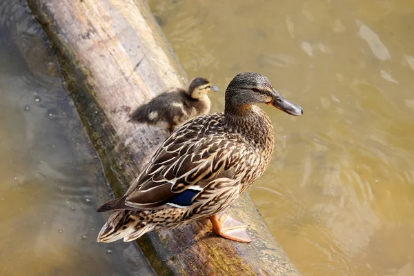 Anatra Reale Con Anatroccolo Sta Tronco Lago Anatra Selvatica Femmina — Foto Stock