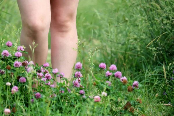 Menina Andando Campo Verão Com Flores Trevo Vista Através Grama — Fotografia de Stock