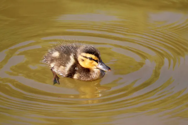 Mallard Patinho Nadando Lago Verão Retrato Pássaro Bebé Selvagem — Fotografia de Stock