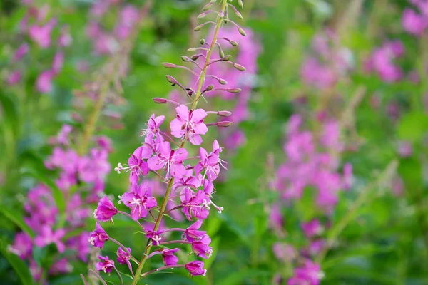 Rózsaszín Virágok Willow Gyógynövény Ivan Tea Tűzfű Nyári Mezőn — Stock Fotó