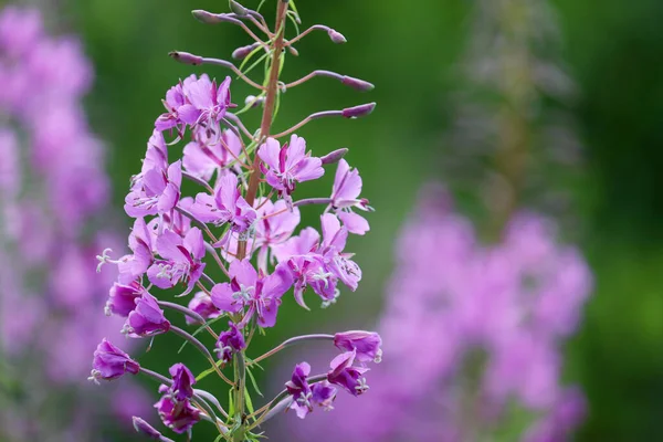 Roze Bloemen Van Wilg Kruid Ivan Thee Fireweed Een Zomerveld — Stockfoto