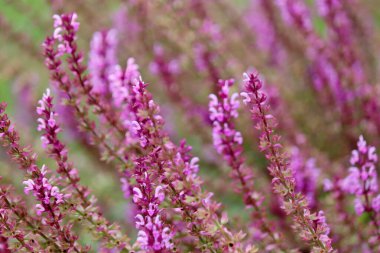 Yazın adaçayı çiçekleri, Salvia 'nın resmi çiçekleri. Kozmetik ve ilaç endüstrisinde kullanılan iyileştirme tesisi, mor arka plan