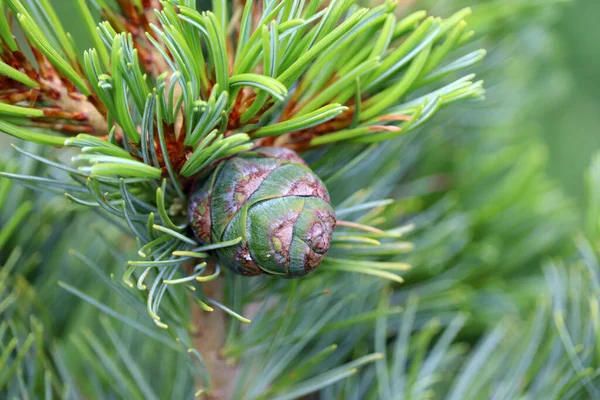 Cono Pino Joven Una Rama Árbol Cerca —  Fotos de Stock