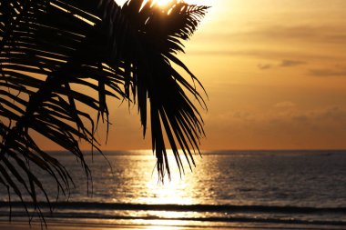 Palmiyeli tropik plaj, renkli günbatımı. Palmiye yapraklarının arasından denize bak, tatil ve seyahat için arka plan
