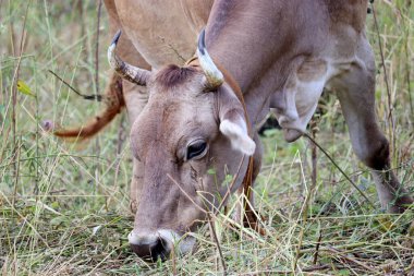 Yaz otlaklarında otlayan inek, ot yiyen. Kırsal alan, mandıra tarımı