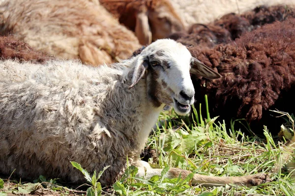 Yaz Otlaklarında Otlayan Koyunlar Kırsal Alan Kurban Bayramı Nda Kurban — Stok fotoğraf