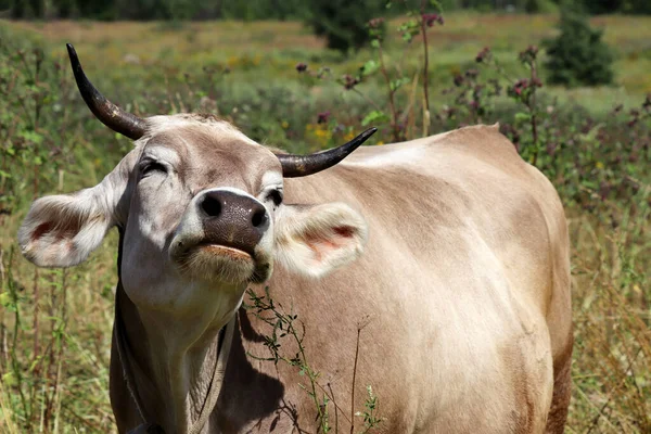 Vaca Feliz Entrecerrada Pasto Verano Comiendo Hierba Paisaje Rural Ganadería — Foto de Stock