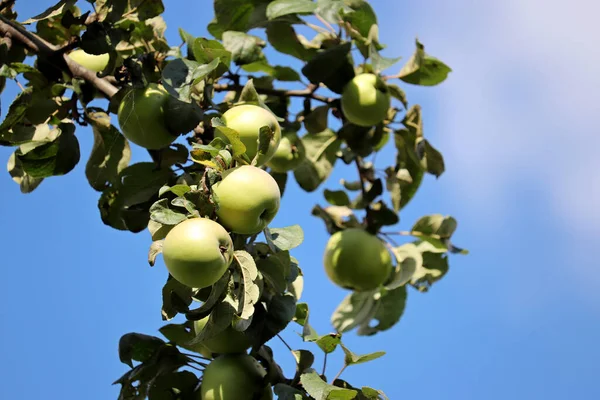 Zielone Jabłka Rosnące Drzewie Letnim Ogrodzie Tle Błękitnego Nieba Dojrzewające — Zdjęcie stockowe