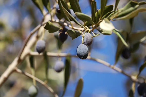 Dojrzałe Oliwki Gałęziach Śródziemnomorska Przyroda Drzewo Oliwne — Zdjęcie stockowe