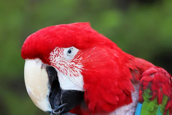 Portrait of red macaw parrot on a green blurry background