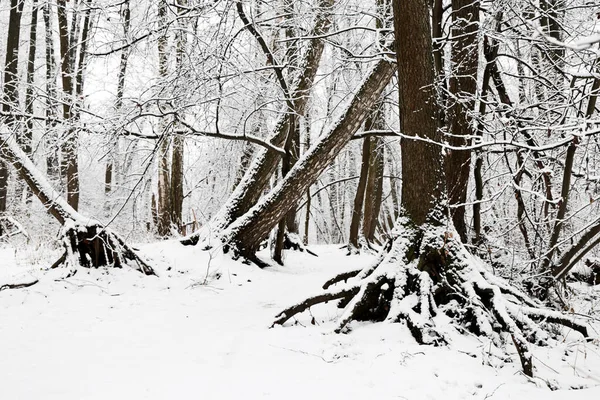 Bosque Invierno Árboles Caídos Cubiertos Nieve Con Grandes Raíces Vista — Foto de Stock