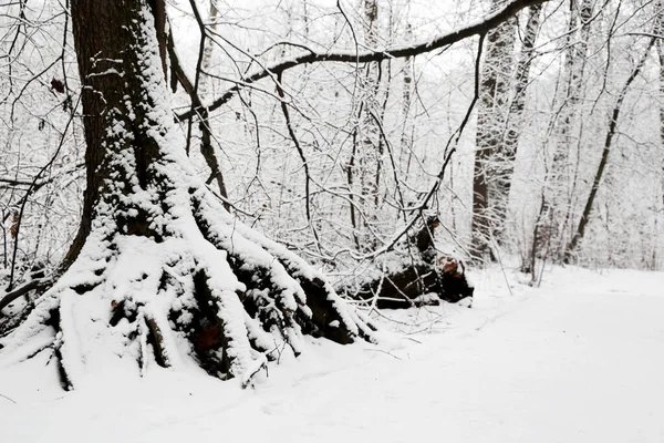 Bosque Invierno Árboles Caídos Cubiertos Nieve Con Grandes Raíces Vista — Foto de Stock