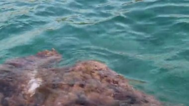 Turkuaz deniz dalgaları kıyı şeridinde kayalara çarpıyor. Alglerle kaplı taşların üzerindeki masmavi su, doğal arkaplan.