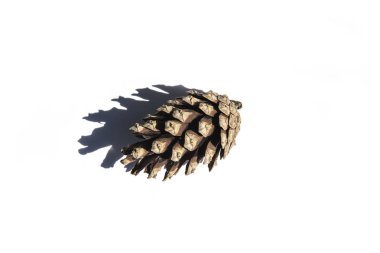 beyaz zemin üzerinde bir çam kozalağı