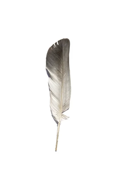 Gray feather on a white background — Stock Photo, Image