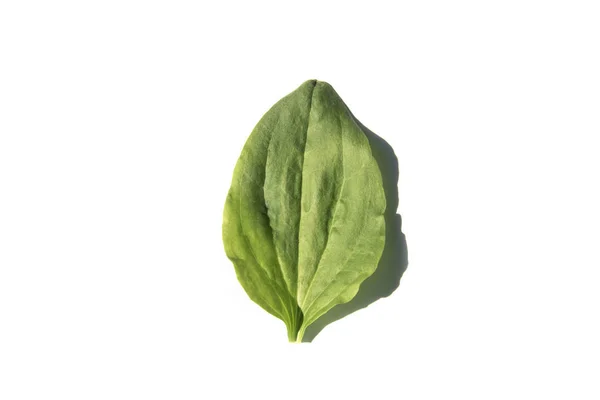Zielony liść babki na białym tle — Zdjęcie stockowe