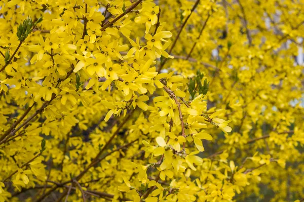 Feuilles Jaunes Sur Une Branche Arbre Sur Fond Fenêtres — Photo