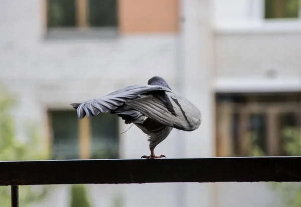 Gray dove dances on a metal beam with spread wings