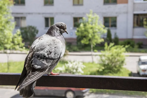 Gray Dove Siedząc Metalowe Belki Tle Domy Drzewa — Zdjęcie stockowe