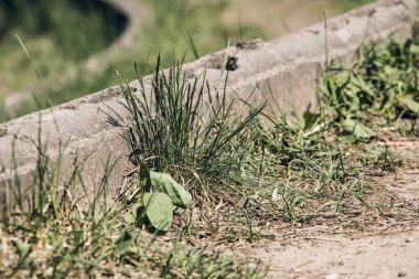 Yaz parlak gün beton sınır, yeşil yakınındaki sarı çim