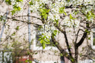 İçinde belgili tanımlık geçmiş dal, Windows'un bir elma ağacının çiçekleri