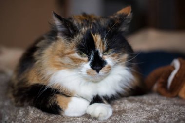 Üç renkli kedi yakın çekim, sevimli hayvan