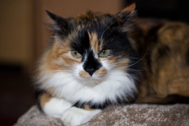 Üç renkli kedi yakın çekim, sevimli hayvan