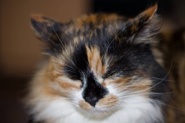 Üç renkli kedi yakın çekim, sevimli hayvan