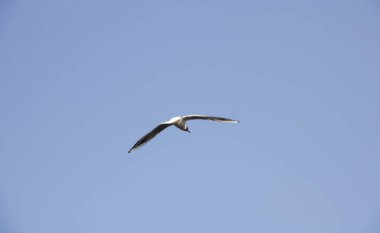 Mavi gökyüzünde beyaz martı uçar