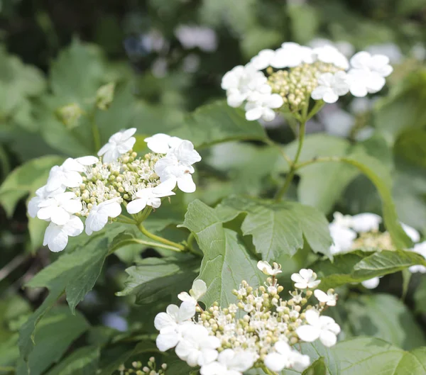 Tres Grandes Flores Blancas Verano —  Fotos de Stock