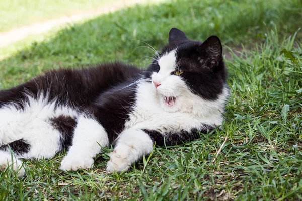 Black cat with white paws lies on the green grass