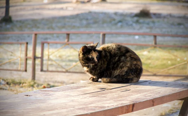 Közeli Kép Három Színű Macska Aranyos Állat — Stock Fotó