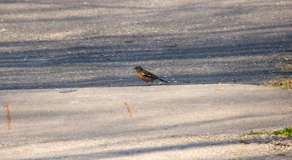 Een Zwarte Vogel Met Een Rode Borst Zit Een Pad — Stockfoto