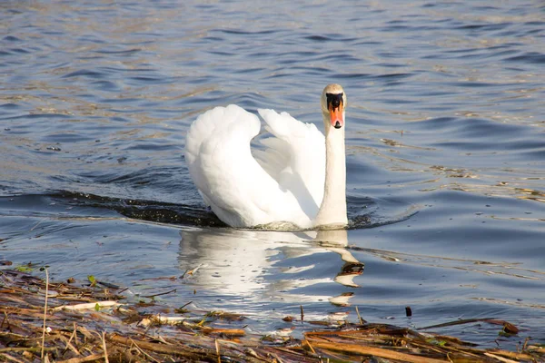 白い白鳥が川に浮かぶ — ストック写真