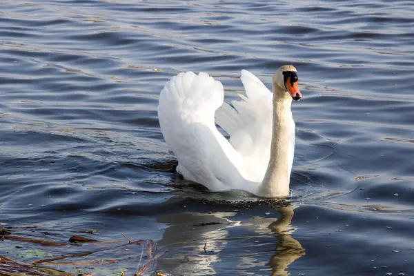 白い白鳥が川に浮かぶ — ストック写真