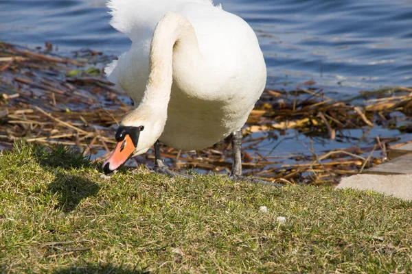 Cisne branco na margem do rio come um pão — Fotografia de Stock