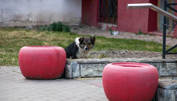 Siyah ve beyaz bir köpek çitte oturuyor