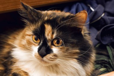 Üç renkli siyah kırmızı beyaz yerli kedi ile sarı gözler yakın çekim